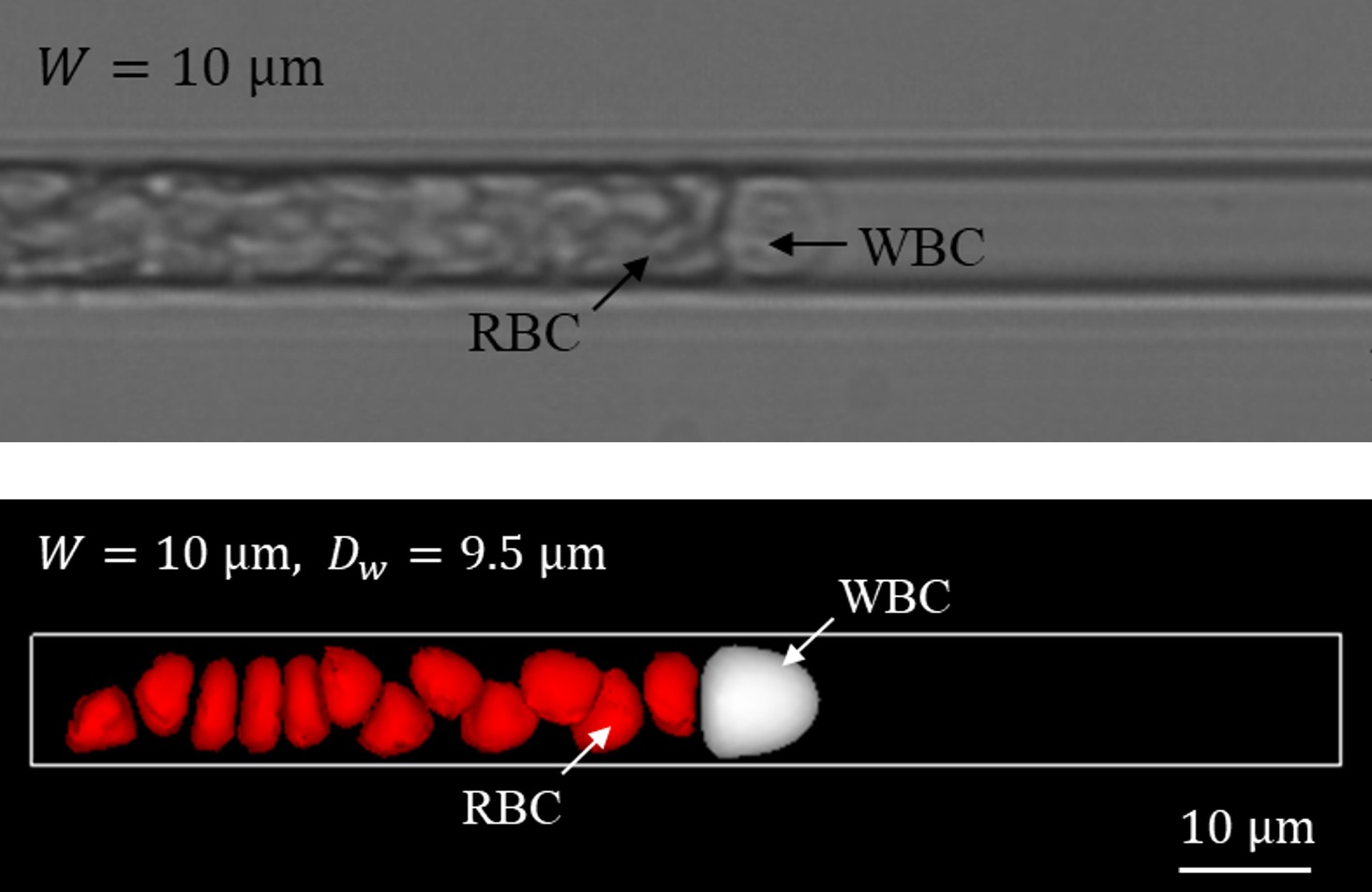 微小血管内における白血球動態解析