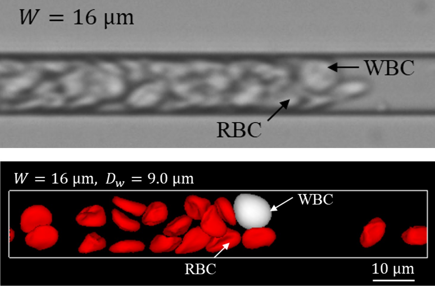 微小血管内における白血球動態解析