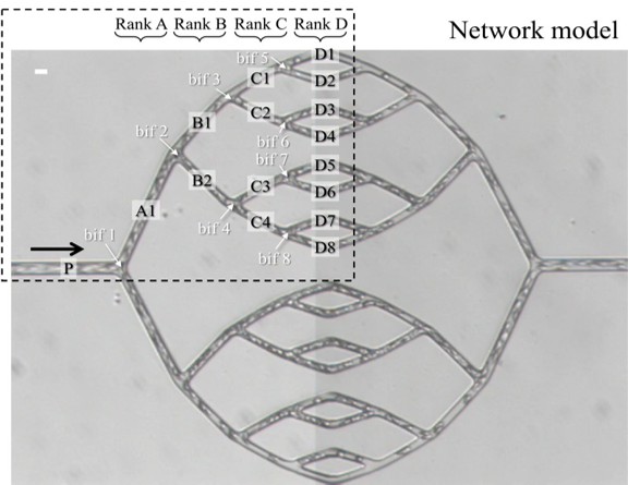 毛細血管ネットワークモデルを用いた赤血球分配特性のin vitro実験
