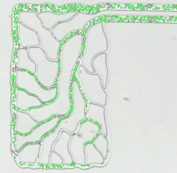毛細血管ネットワークモデルを用いた赤血球分配特性のin vitro実験
