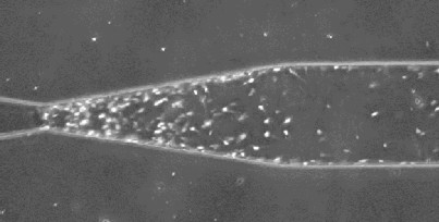 左:集積の様子